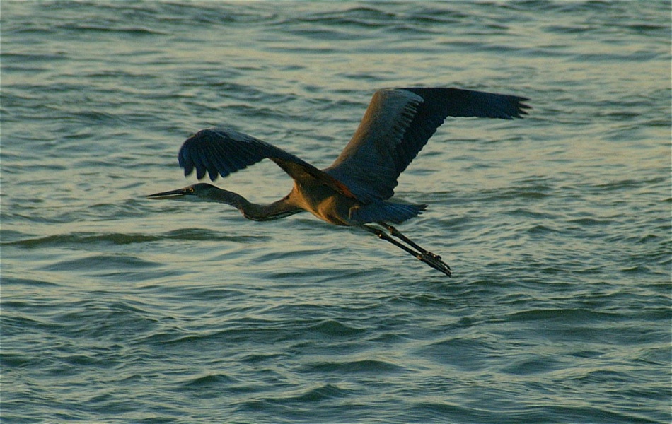 (14) Dscf2233 (day 2 - blue heron).jpg   (950x600)   228 Kb                                    Click to display next picture